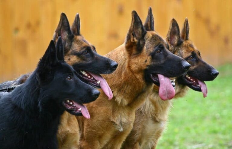 four-german-shepherds-look-afar-780x502