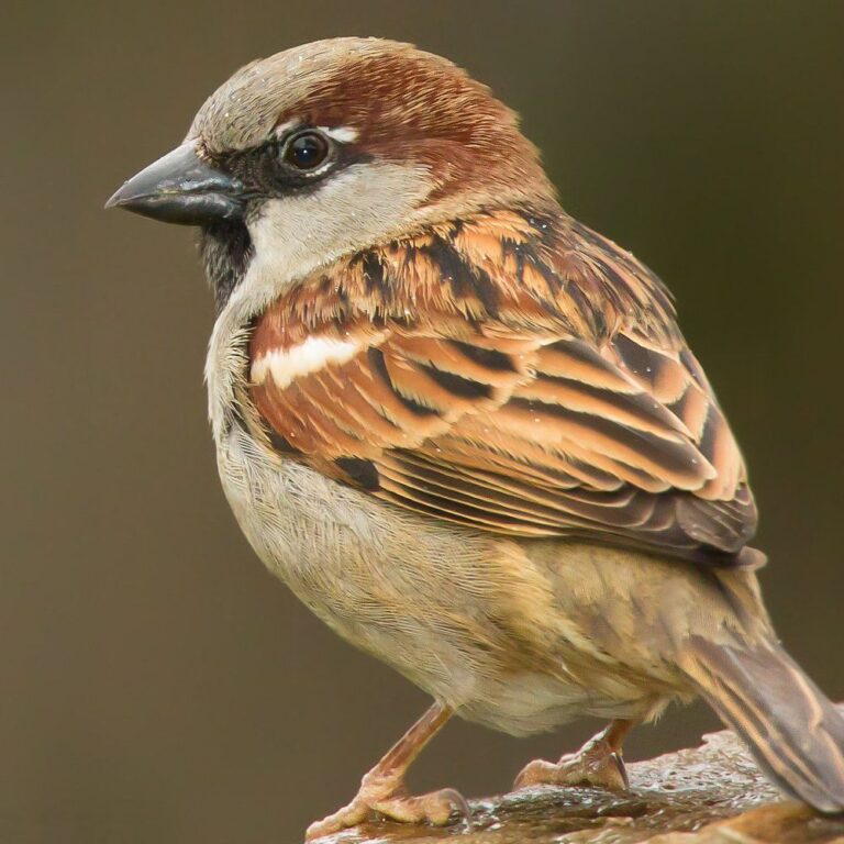 house-sparrow-5974a13bd963ac00103febf7