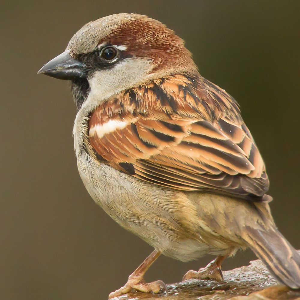 Sparrow