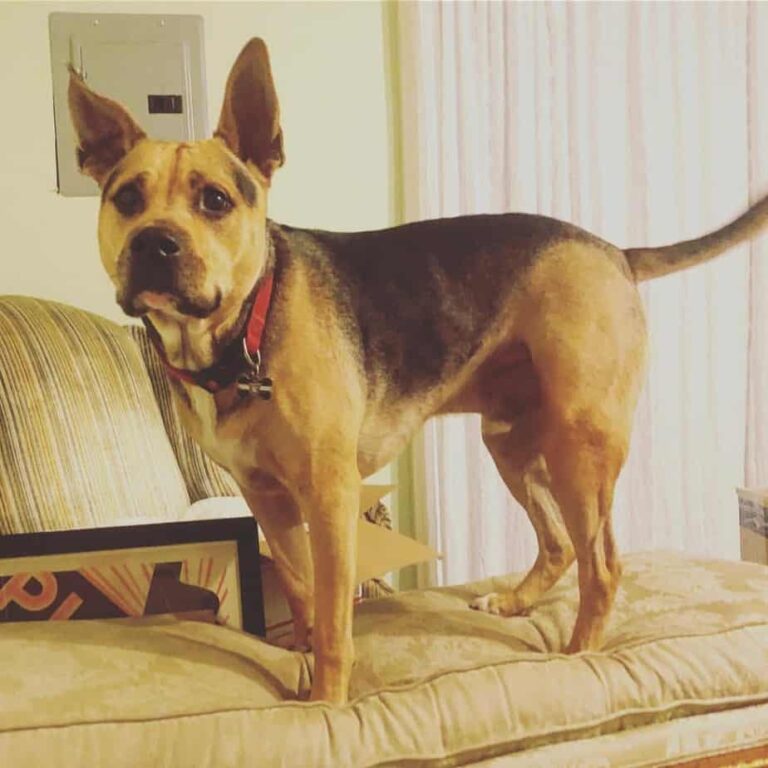 44702346_345034246229994_6719086625475648692_n-1024x1024-1-1