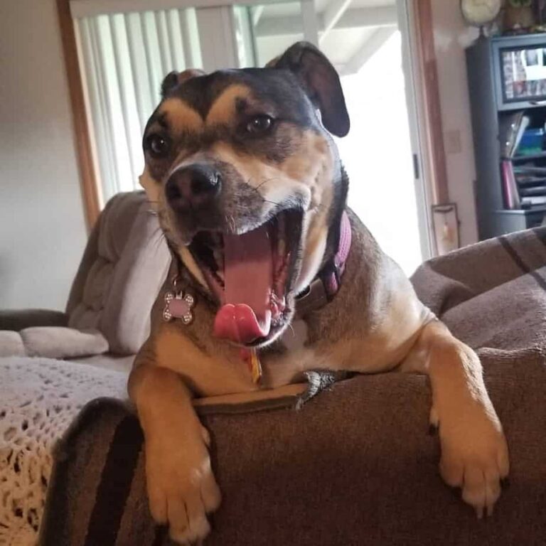 49637364_2541169225925651_3826733873117990971_n-1024x1024-1