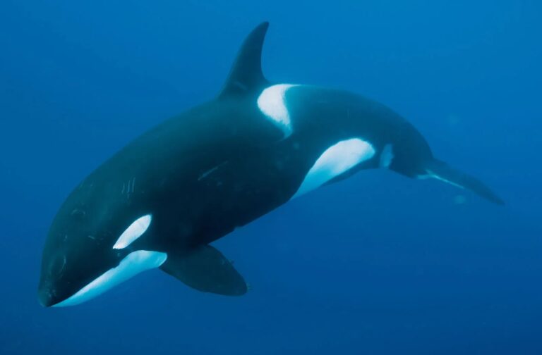 Killer-whale