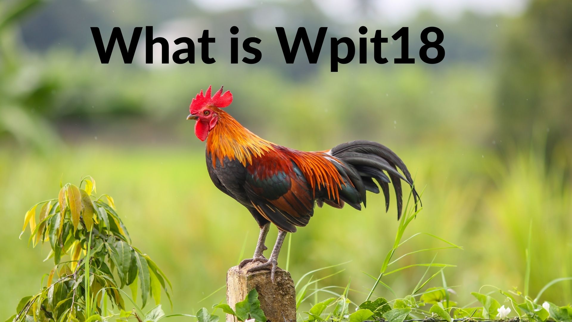 Wpit18: What is Wpit18? Dashboard And Its Benefits